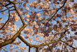 Cherry Blossom Close Up