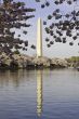 Washington Monument framed with Cherry Blossoms