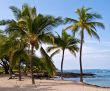 Palm trees on Hawaiian Beach