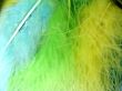 Color feathers