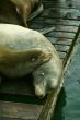 California sea lions on wharf