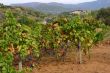 Cluster of grapes, ripening