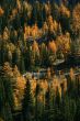 Autumn, orange larches & conifers