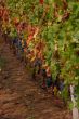 Cluster of grapes, ripening