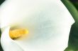 White calla close-up