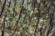 Tree bark close-up