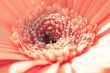 Pink gerbera close-up