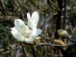 Japanese magnolia