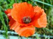 Red poppy