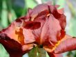 Reddish Iris