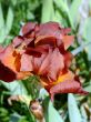 Reddish Iris