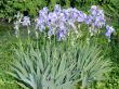 Iris plant