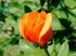 Orange rose