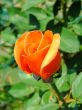 Orange rose