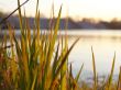 River bank. Shined grass
