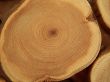 Annual circles of wood