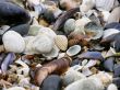 Sea Shell Background