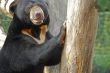 Sun Bear A