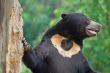 Sun Bear B