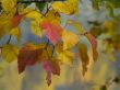 autumnal foliage