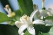 Orange tree blossom