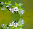 Tree branch with cherry flowers reflecting in the water