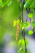 Spring: birch burgeon in sunlight beam