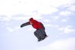 snowboarder jumping
