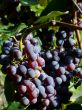 Black grapes