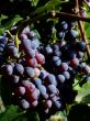 Black grapes