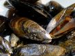 Mussels
