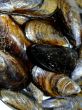 Mussels