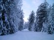 winter forest in mountains