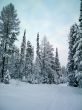 winter forest in mountains