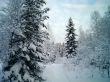 winter forest in mountains