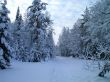 winter forest in mountains