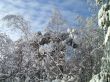 winter forest in mountains