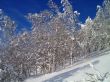 winter forest in mountains