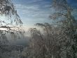 winter forest in mountains
