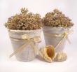 Two shells, laying near to flowerpots