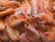 shrimps
