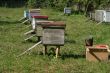Several beehives at green grass