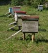 Several beehives at green grass