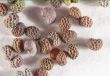 Seeds of a poppy (Papaver rhoeas)