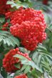 Ashberry