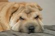 Muzzle of a sharpey