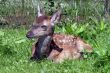 Small deer