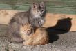 Two cats: grey & red