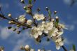 Spring Blossoms cherry tree