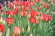 Red tulips